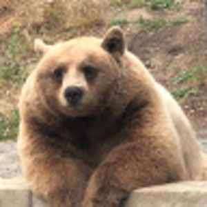 Meet your Posher, Yan